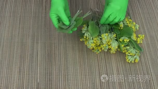 中医分离报春产叶从花视频