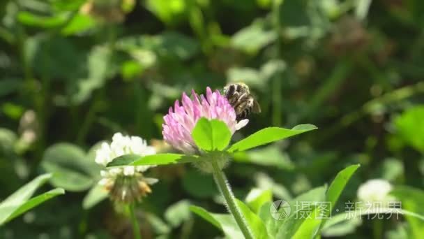 风铃介质和蜂蜜蜜蜂视频