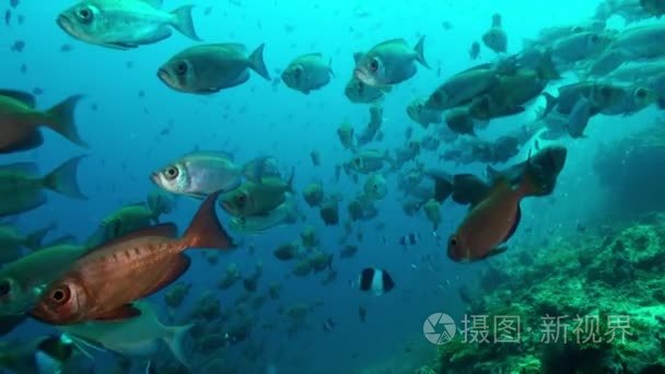 学校的热带鱼在礁寻找食物视频