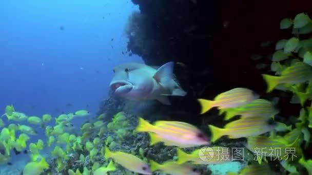 学校的黄色热带鱼在海礁