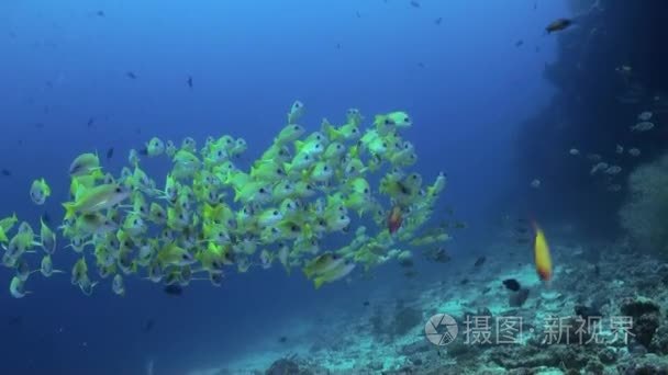 学校的黄色热带鱼在海礁视频