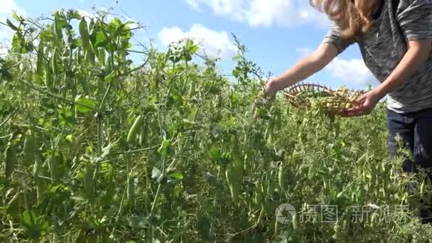 女性农民手收获成熟豌豆荚在农村农场种植园。4 k