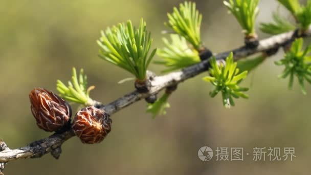 落叶松在春天视频