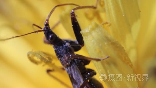 在蒲公英花是坐着的昆虫视频