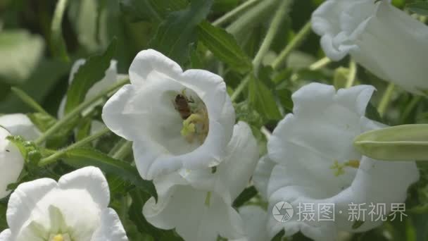 风铃介质和蜂蜜蜜蜂