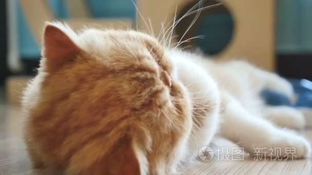波斯的斑纹猫清洗它自我视频