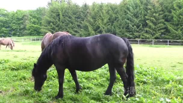 马在畜栏的农场现场视频
