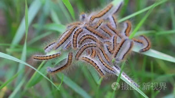 年轻的毛毛虫在窝里短视频