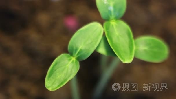 小黄瓜植物生长视频