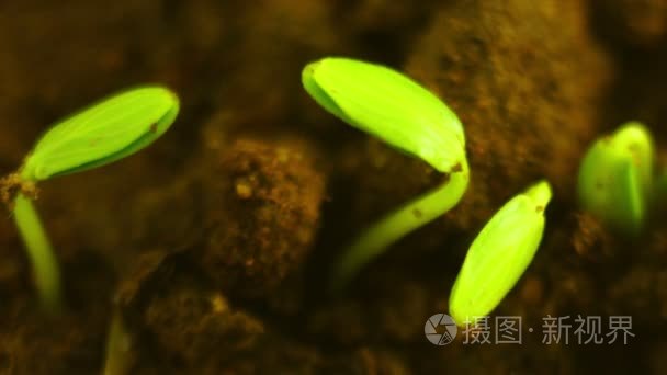小黄瓜植株生长在地面