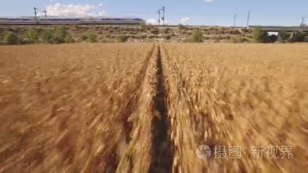 快速火车附近种植的玉米田视频