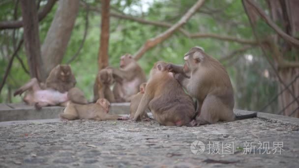 猴子的家庭生活视频