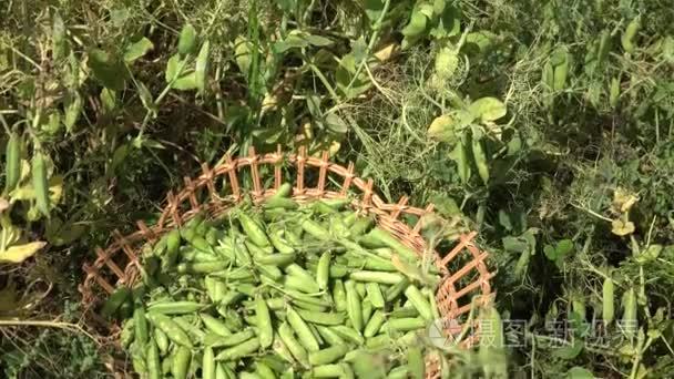 柳条菜充满植物豌豆荚和村民女人收获。4 k
