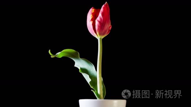 郁金香花开视频