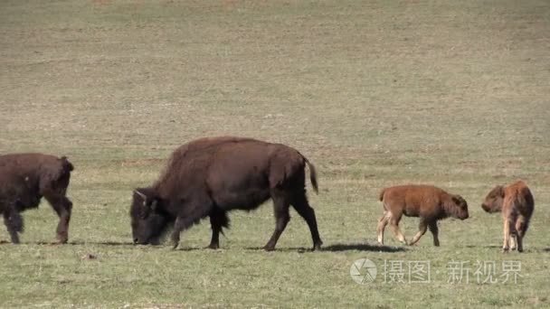 群北美野牛视频