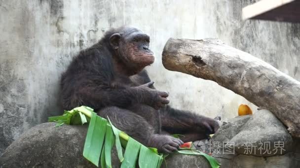 老黑猩猩吃热带水果香蕉离开视频