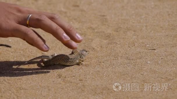 男人的手爱抚两小蜥蜴在沙漠中视频