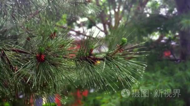 大雨崖柏树视频