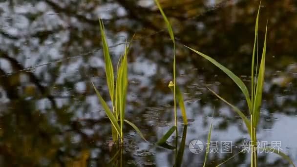 在池塘里的倒影视频