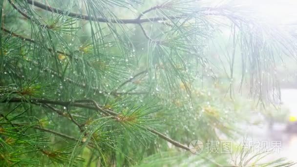 大雨崖柏树视频