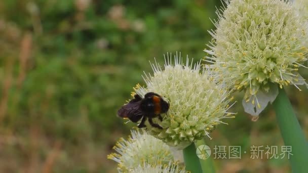 坐在一朵花上一只大黄蜂视频