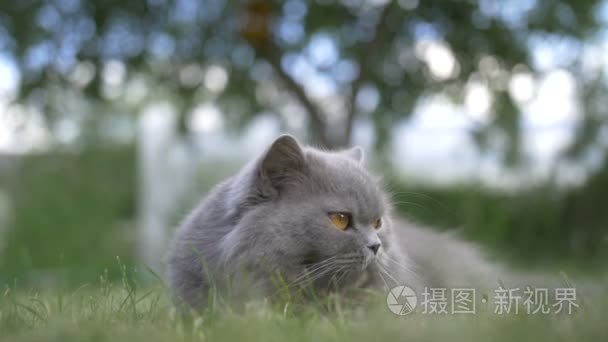 英国猫躺在户外的草地上视频