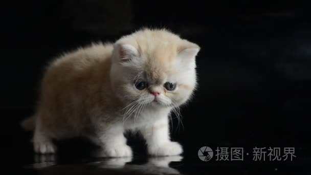 红色的异国短毛猫小猫视频