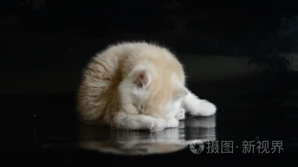 红色的异国短毛猫小猫