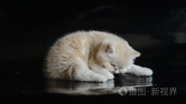 红色的异国短毛猫小猫视频