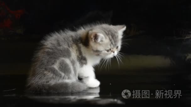 灰色的异国短毛猫小猫视频