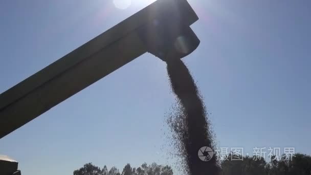 小麦籽粒谷物卸载到卡车对农田场在夏天结束。倾斜下来。4 k