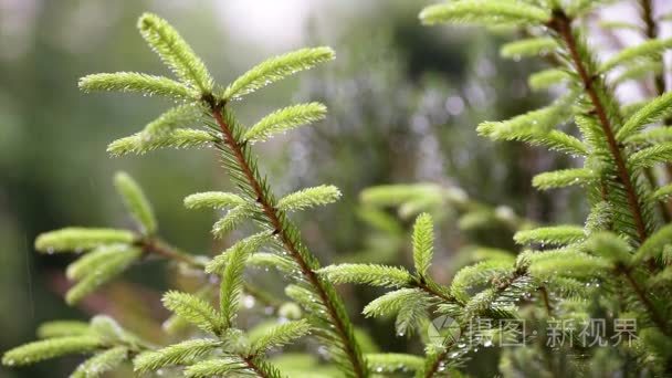 雨落在冷杉的树枝上