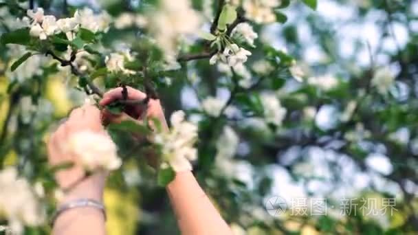 女人手聚集在春天的花园摘苹果白树绽放从分支