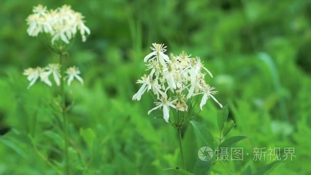 药用珍稀白花的特写视频