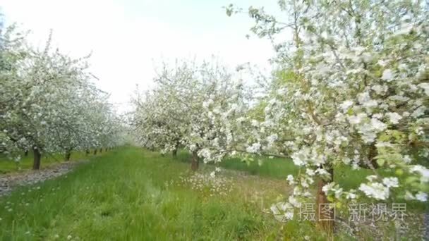 春天的百花盛开苹果树视频