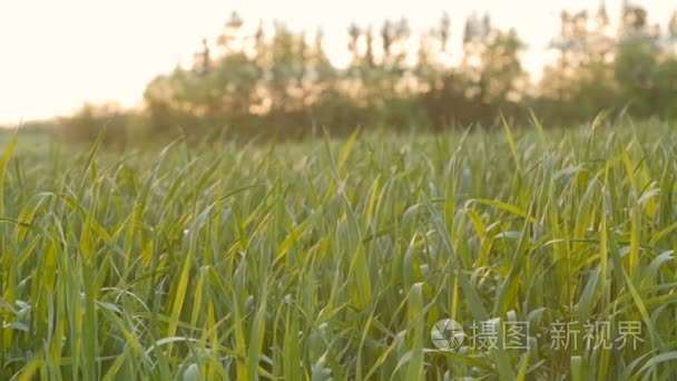 对早晨年轻绿色小麦栽培的田间