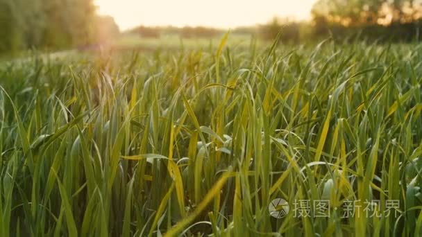 对早晨年轻绿色小麦栽培的田间视频