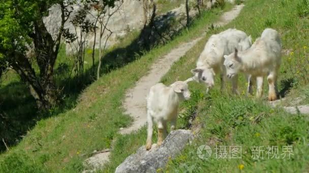 野山羊放牧对边坡绿化视频