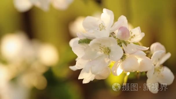 美丽的樱花树的开花视频