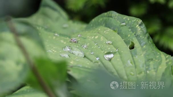 叶和露水视频视频