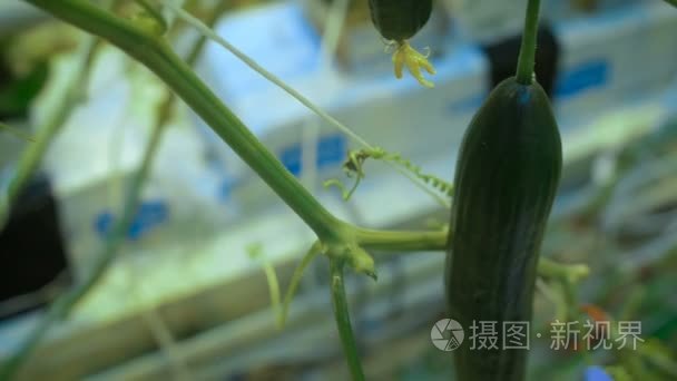 手切黄瓜茎在温室视频