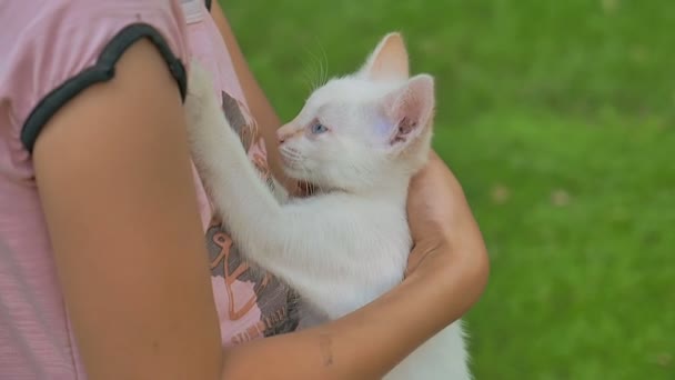 黑发女孩控股小猫在她十几岁的猫武器爱户外mov格式视频下载 正版视频编号00qey3 摄图新视界视频库