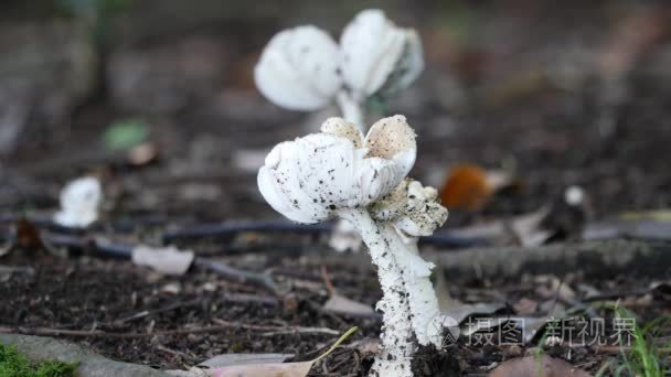 鹅膏菌 pantherina 或真菌