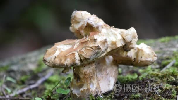 Rugiboletus 芨或真菌