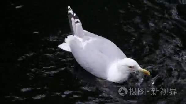 big white Seagull bathes in the lake