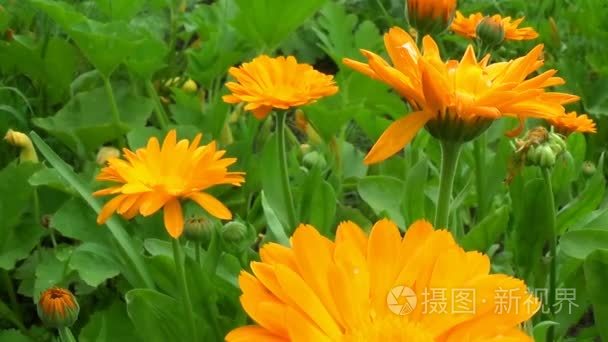 金盏菊金盏花医疗花开花滑块视频