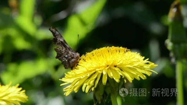 蝴蝶摘蒲公英上的花粉视频