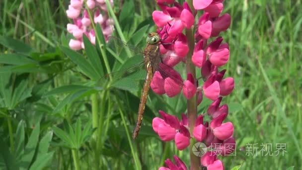 粉红羽扇豆的蜻蜓短视频