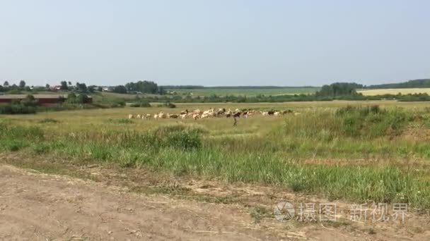 夏天的农田视频