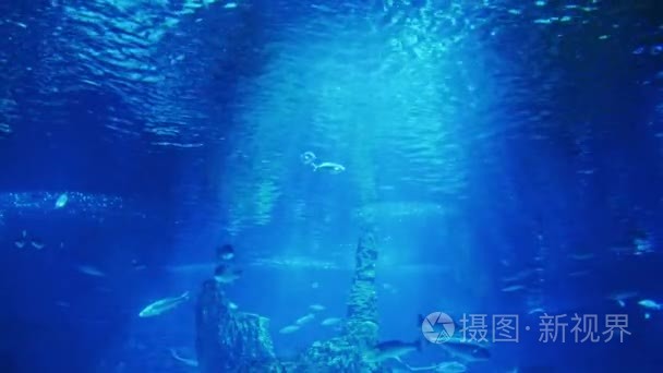 太阳光线照亮大水族馆里的鱼